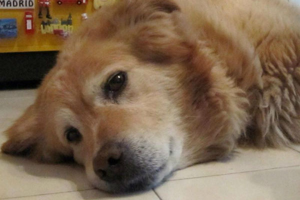 cane coricato