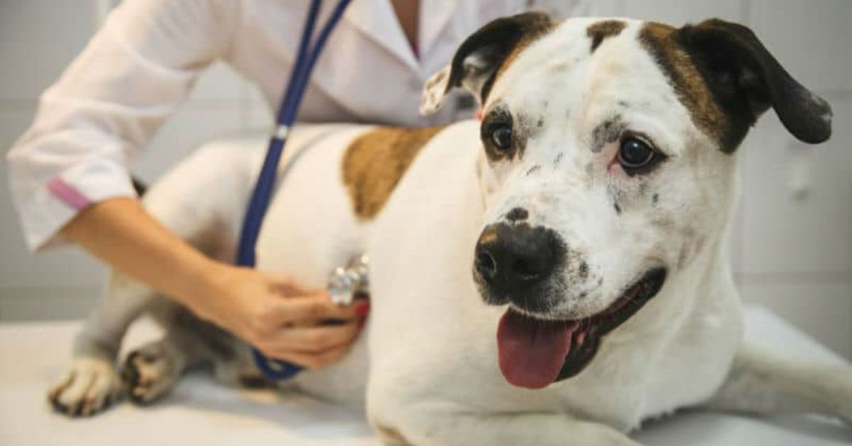 Malattie del cuore dei cani: i segni che devono metterci in allarme
