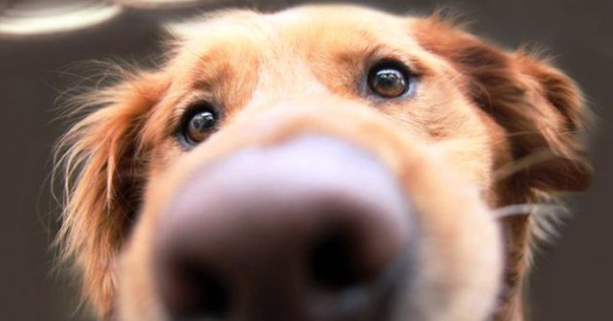 I cani possono fiutare le infezioni polmonari: la scoperta scientifica