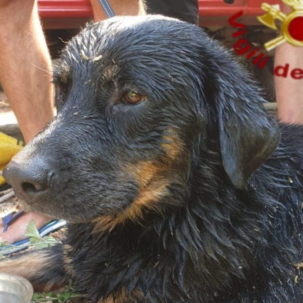 Primo piano di un cane