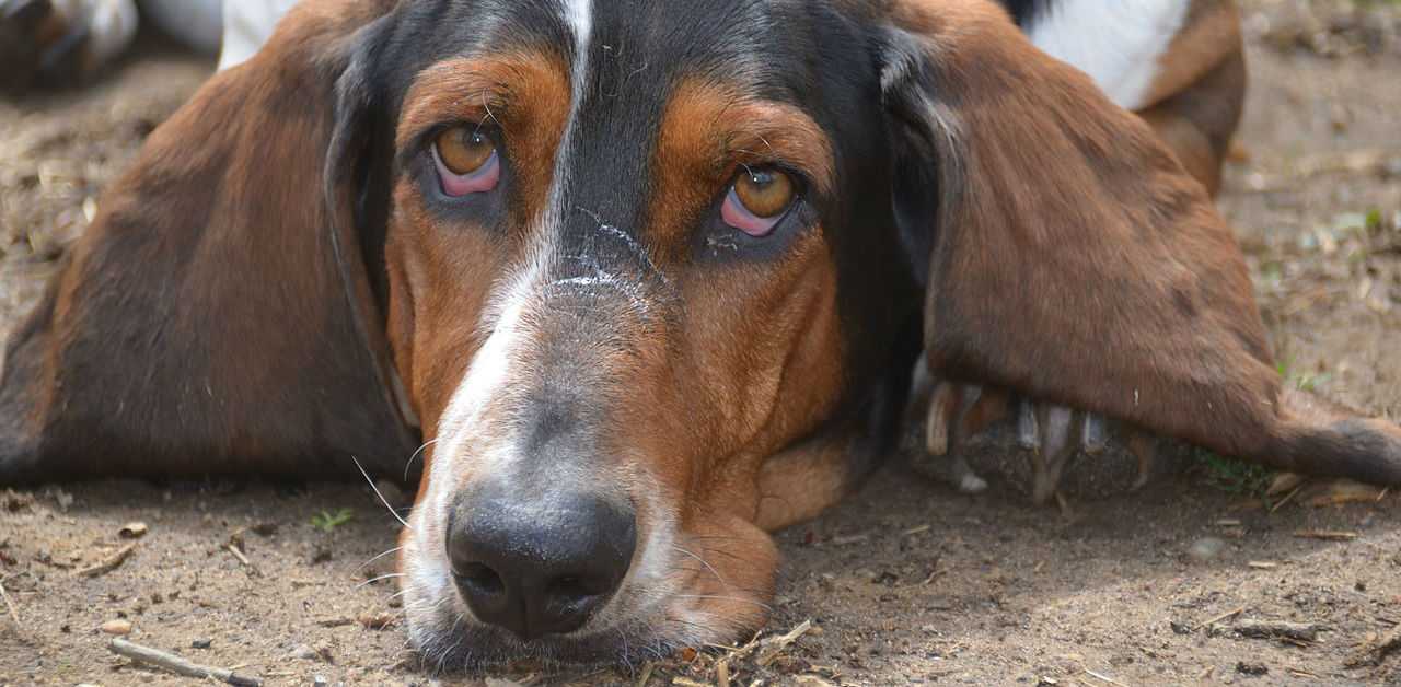 Pulire il sedere del cane: perchè va fatto (e come si fa)