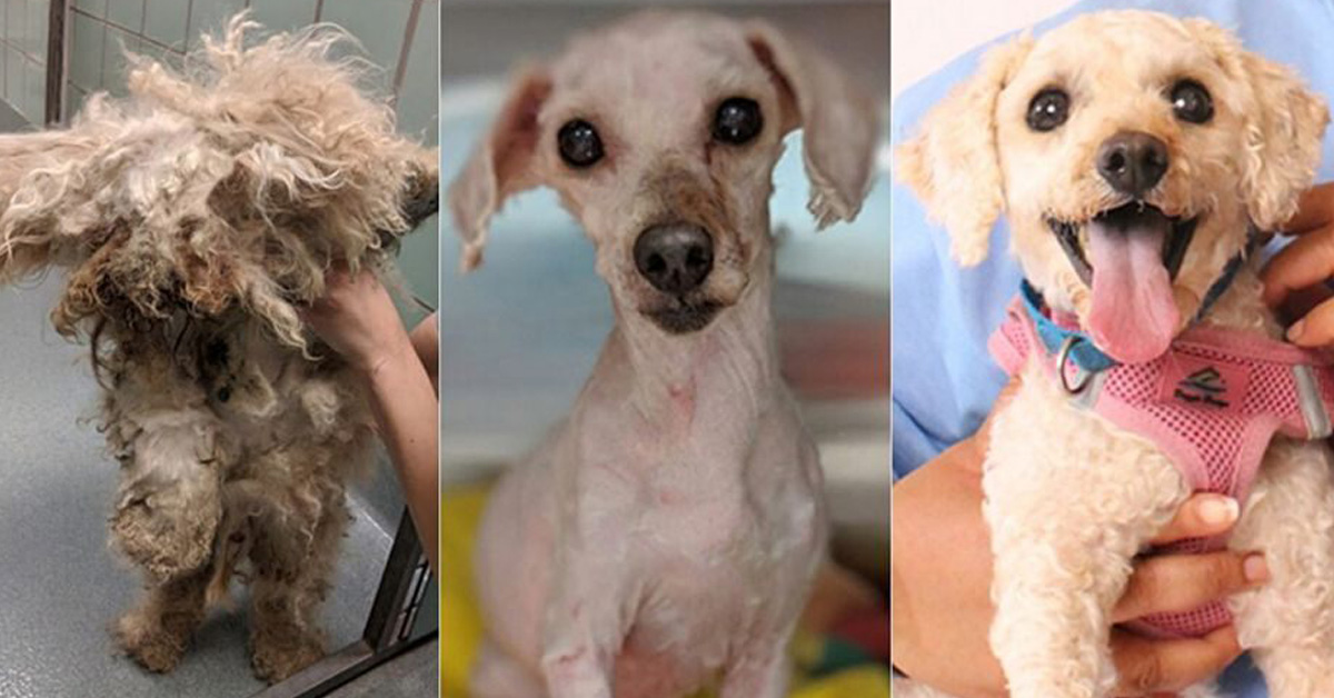 Lionheart, il cane abbandonato che si è completamente trasformato