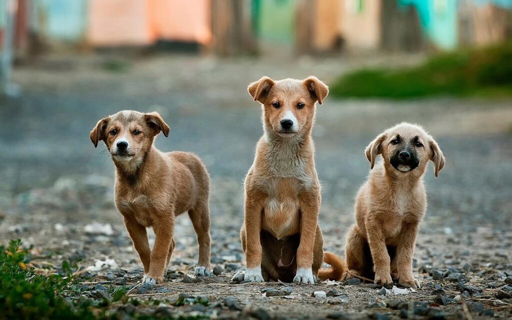 Tre cani randagi