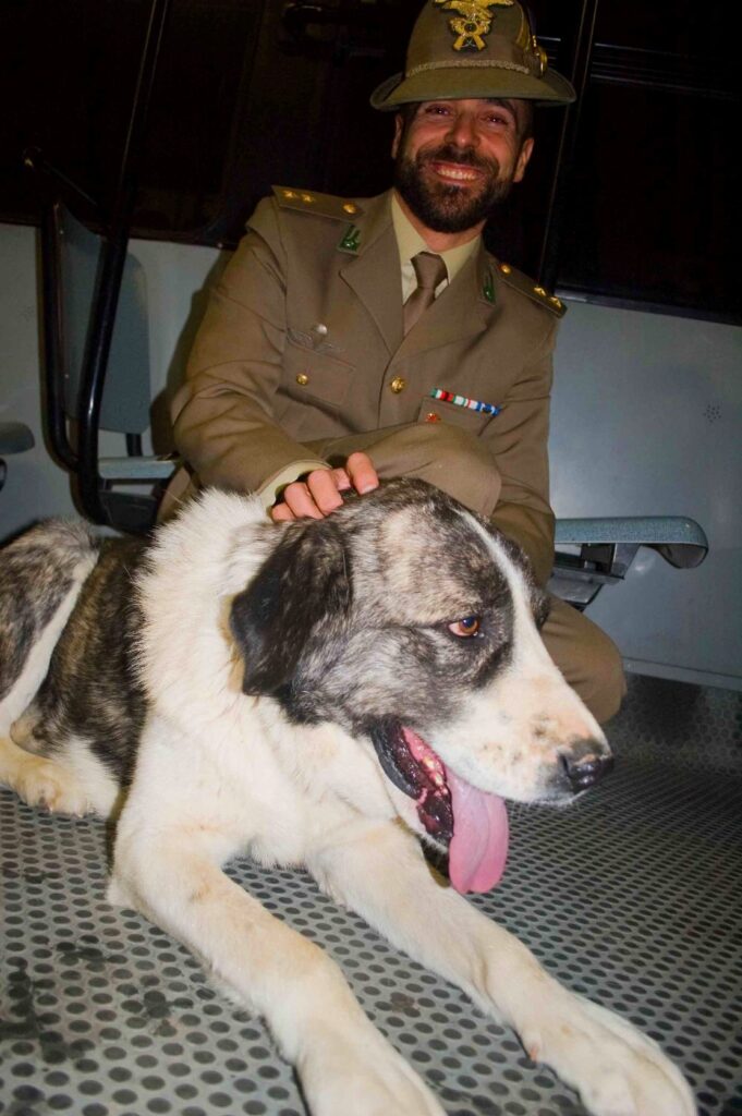 Un cane con un soldato