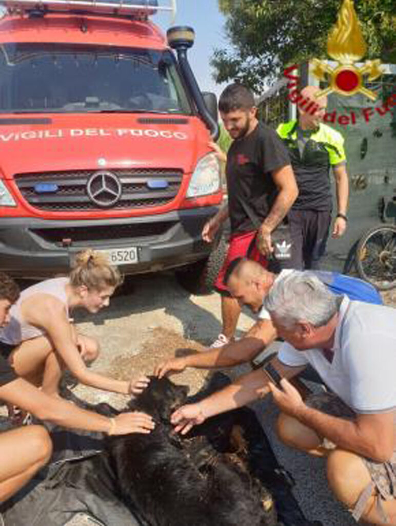 Un cane salvato dai vigili del fuoco