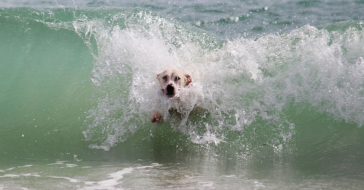L’acqua del mare fa bene al cane?
