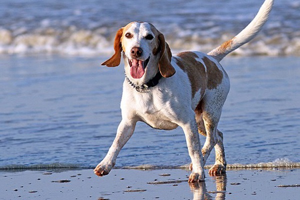 cane in spiaggia