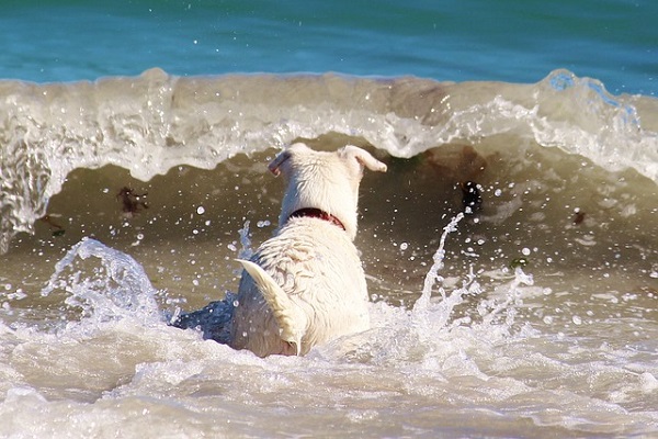 cane di fronte a onda