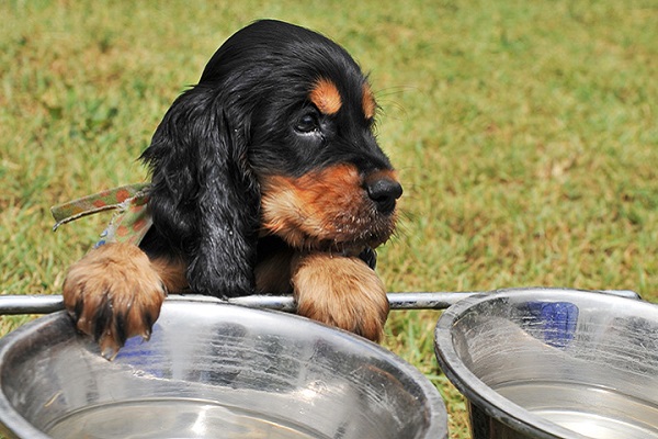 cucciolo di cane e ciotole