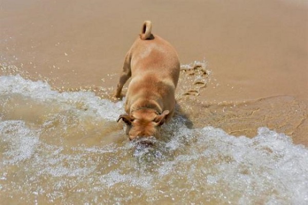 cane con testa in acqua di mare