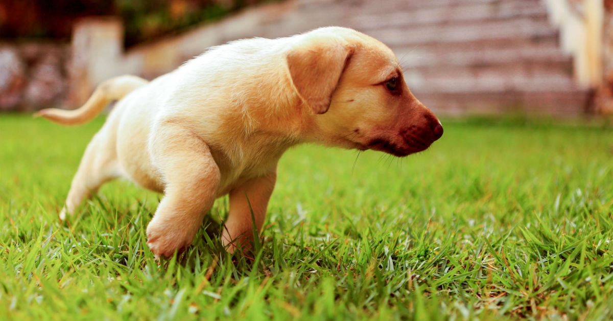 Addestrare il cucciolo a stare in casa: ecco come fare