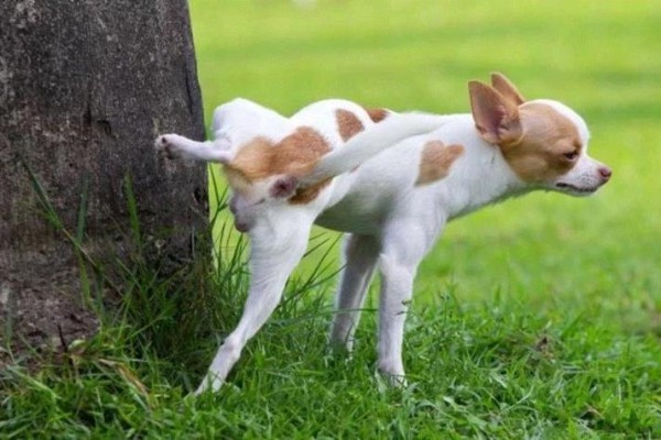 cucciolo fa la pipi