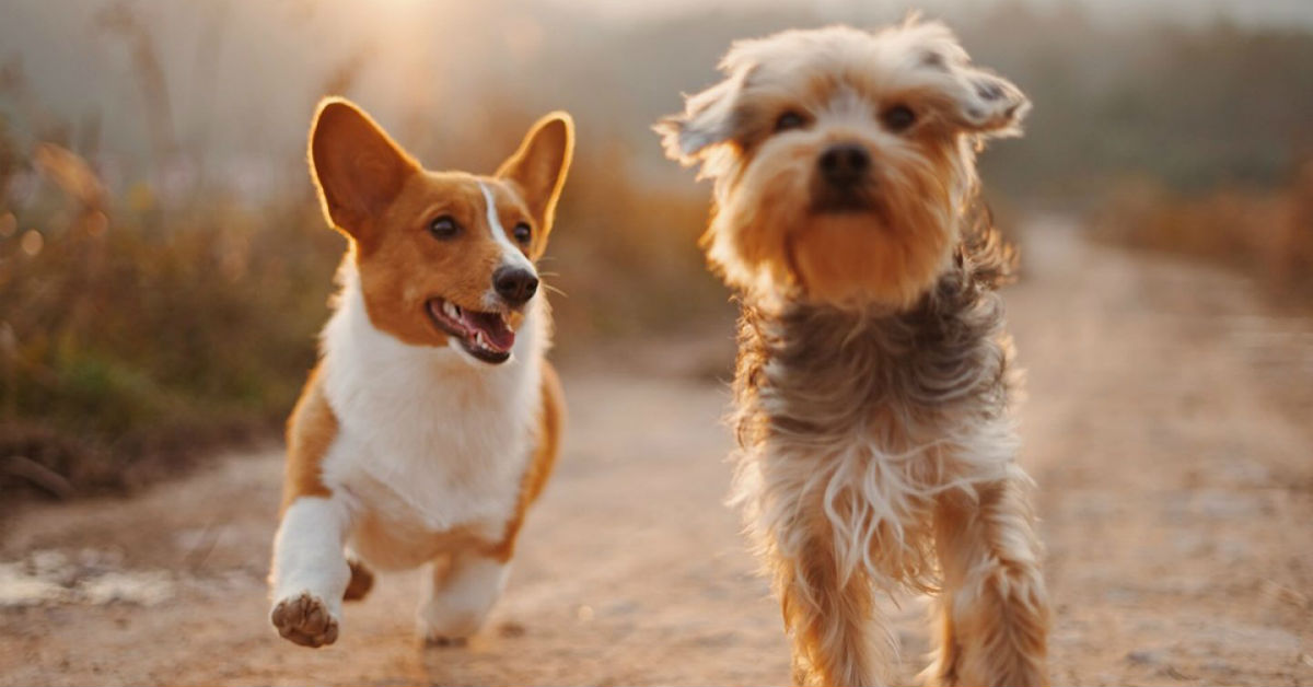 Cose da sapere prima di adottare un cane in un rifugio