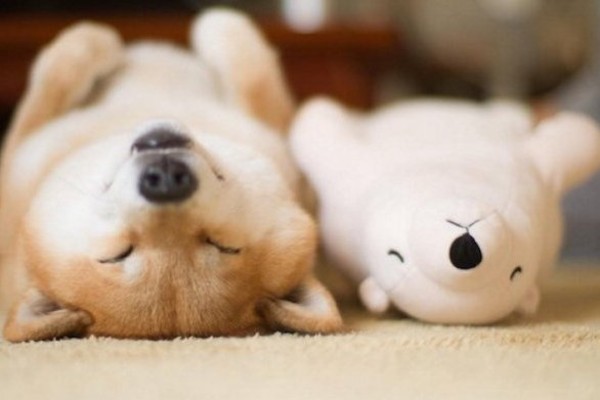 cane dorme a pancia all'aria