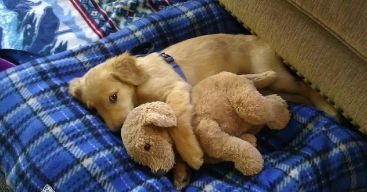 Ai cani piacciono i peluche? Cosa se ne fanno?