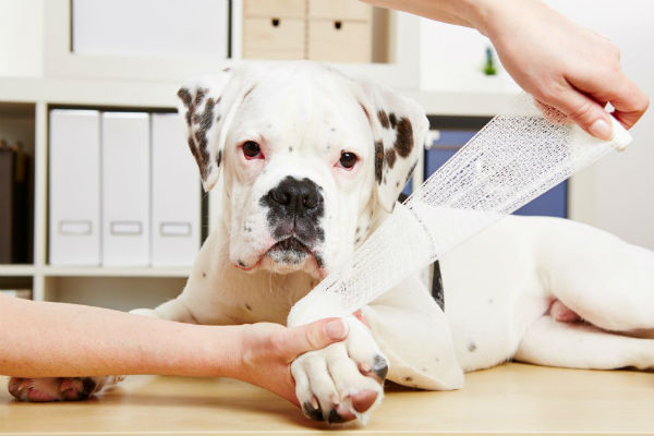 cane e poliartrite