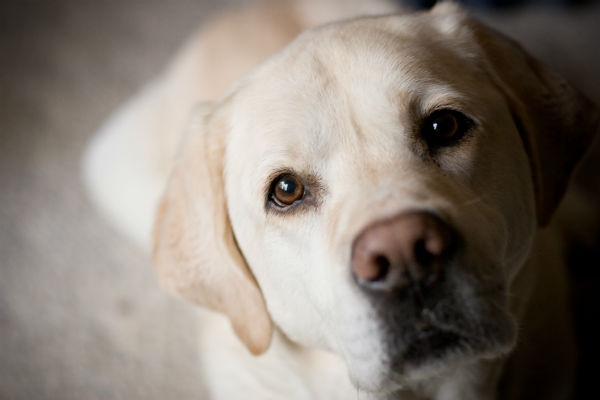 cane che guarda