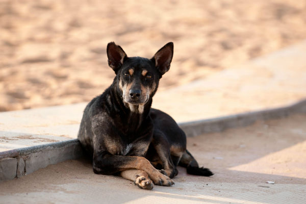 cane coricato