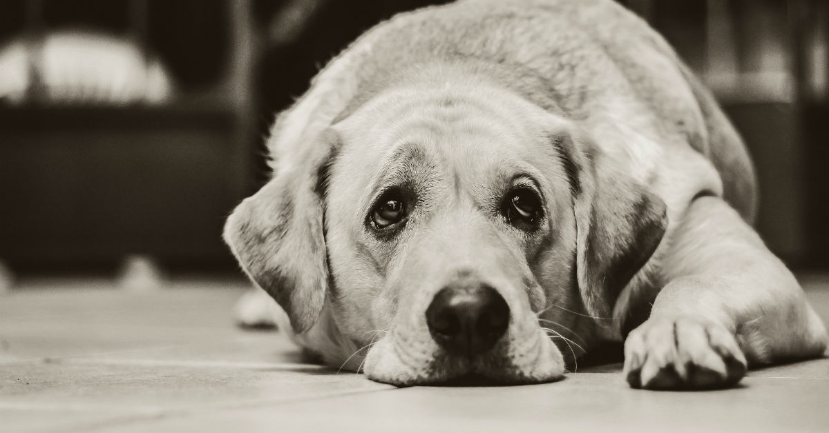Aiutare un cane con le convulsioni: norme di primo soccorso