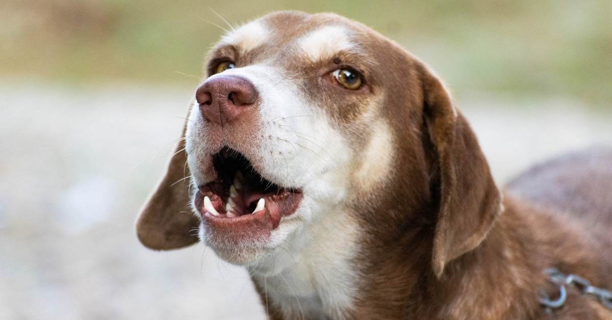 Al cane non piace il mio amico, che cosa si può fare?