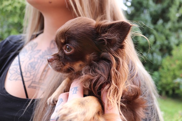 il cane ti tocca i capelli