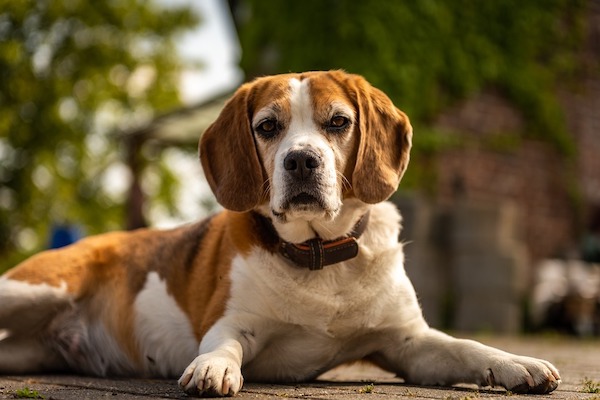 Le zampe del cane come le mani degli umani