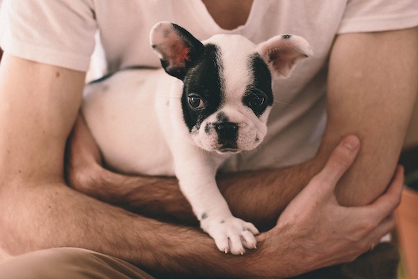 Come funzionano le orecchie del cane