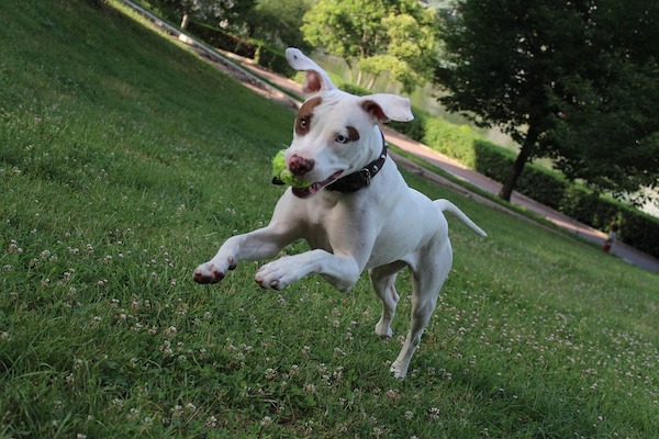 Il cane corre lateralmente? Ecco perché