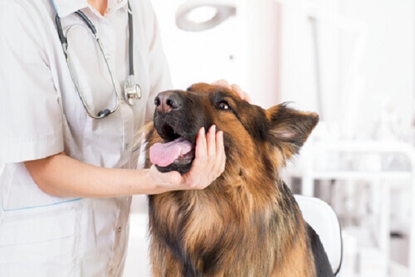 cane dal veterinario