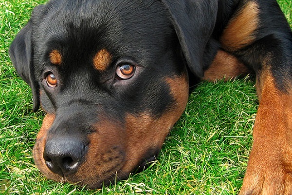 cane accucciato