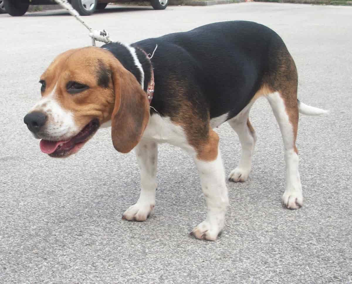 beagle-abbandonato