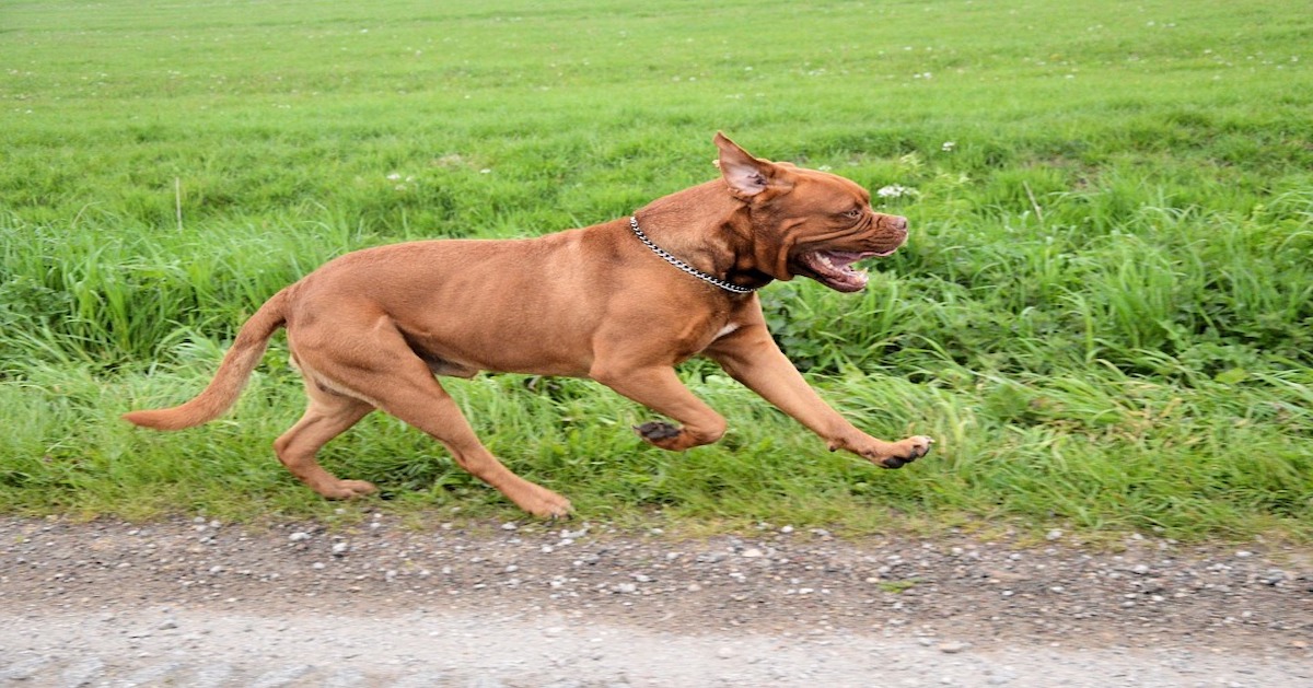 Perché i cani hanno gli scatti improvvisi (e sembrano pazzi)?