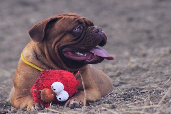 cosa fare se il cane ti porta regali