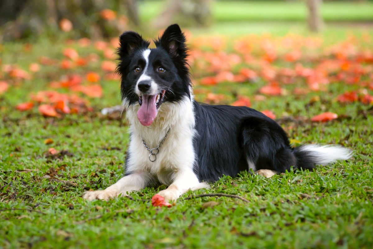 esemplare di Border Collie su prato