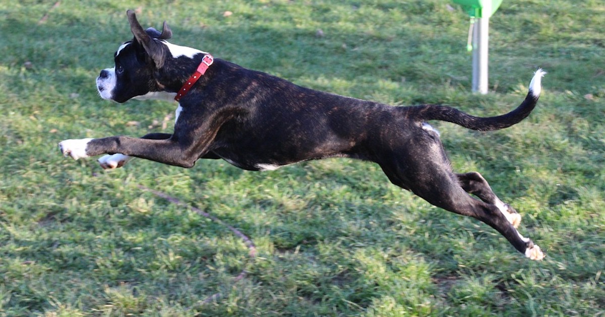 Come insegnare al cane a saltare la corda