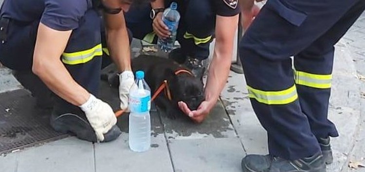 bulldog-salvato