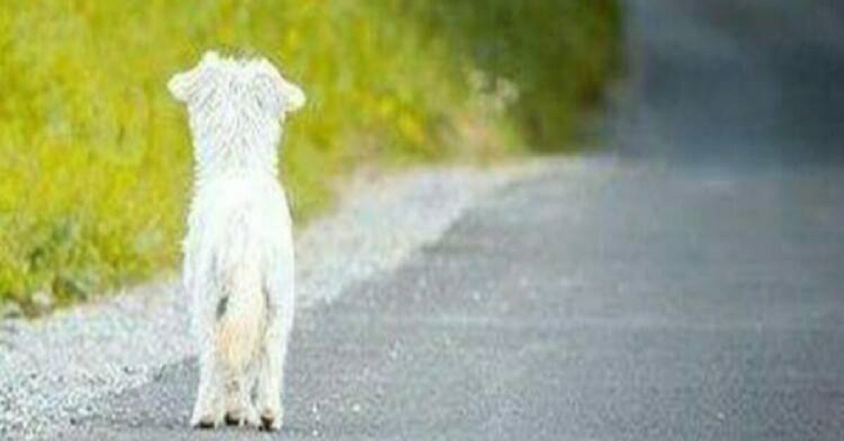 Cagnolina rincorre per metri l’ambulanza che trasporta il suo proprietario