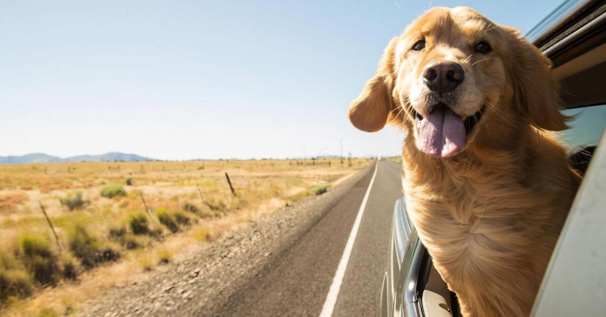 Con il cane a Ferragosto: i consigli da seguire per divertirsi in due