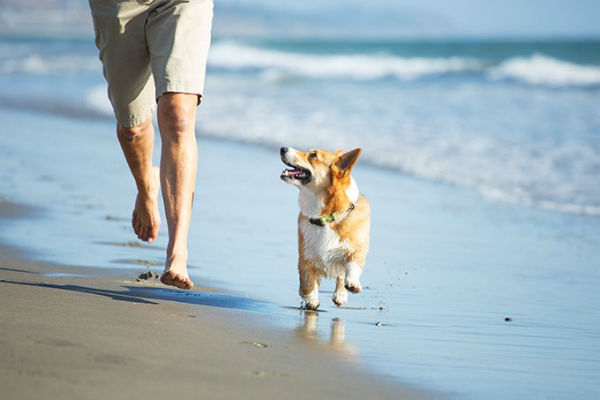 cane in spiaggia