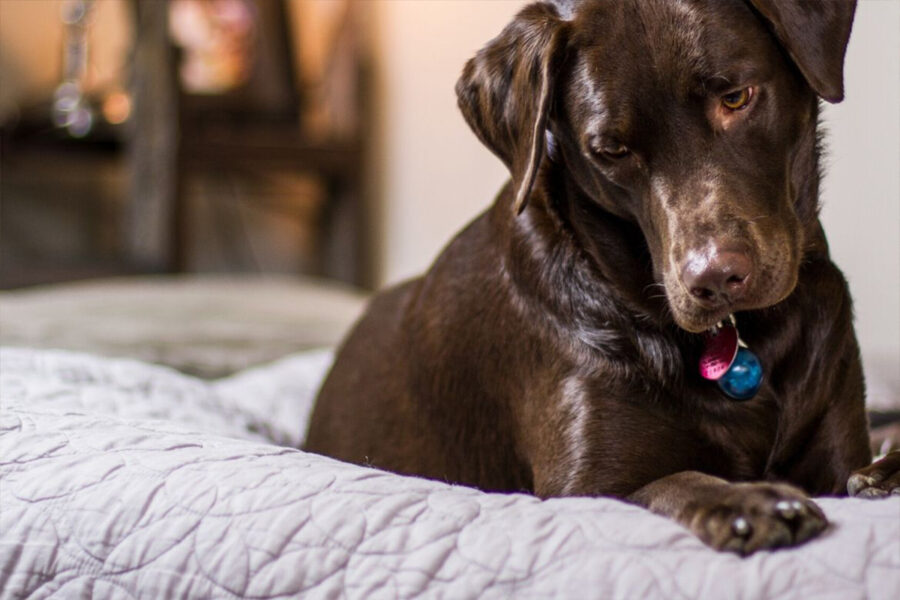 cane sul letto