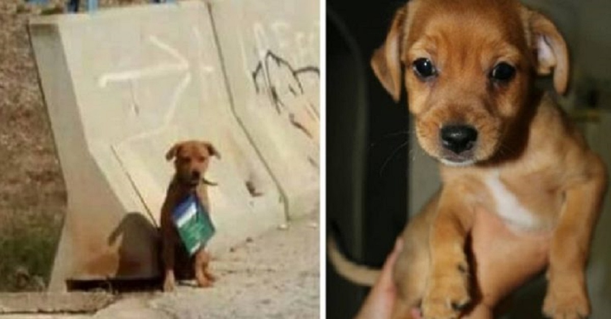 Cane abbandonato con il libretto delle vaccinazioni al collo