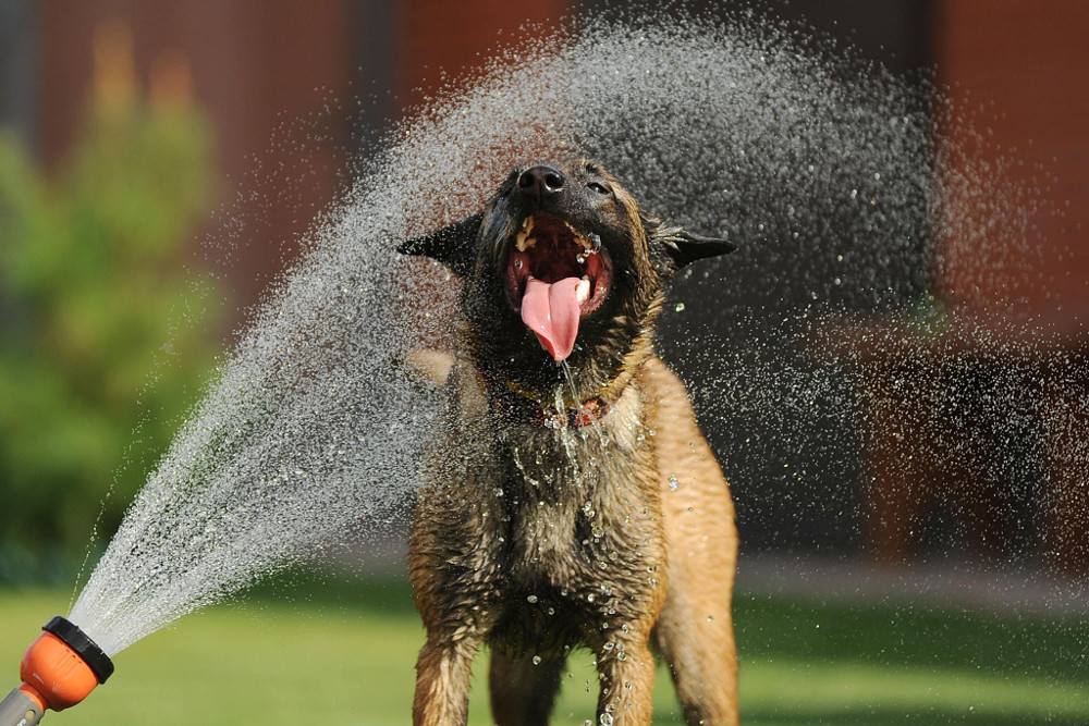 cane-acqua-caldo