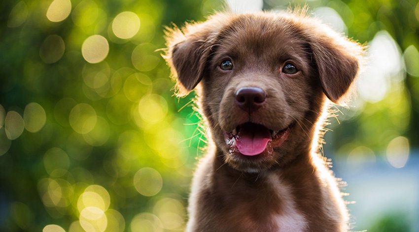 cane-adottato-felice