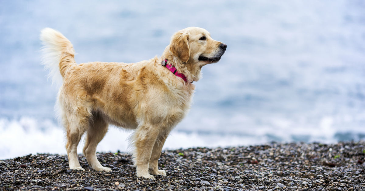 Razze di cani che non nuotano (o quasi): tenere lontano dall’acqua!