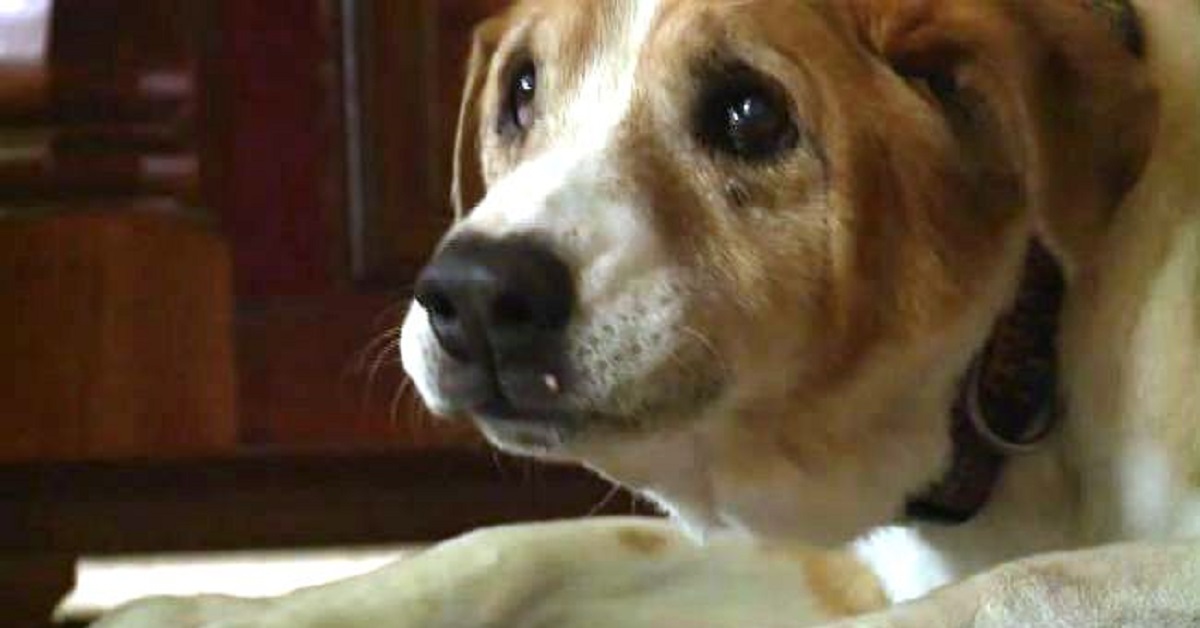 Cane appeso con un cavo elettrico salvato all’ultimo momento da un uomo