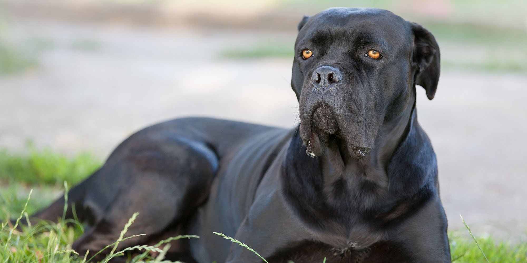 esemplare di cane corso