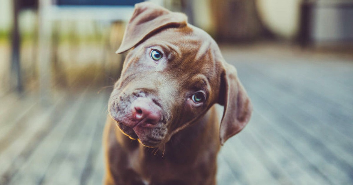 Cane disorientato: quando è patologico e come aiutarlo