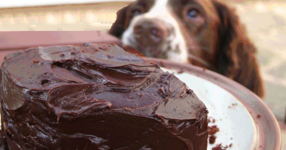 Cane e avvelenamento da cioccolato: ecco cosa fare