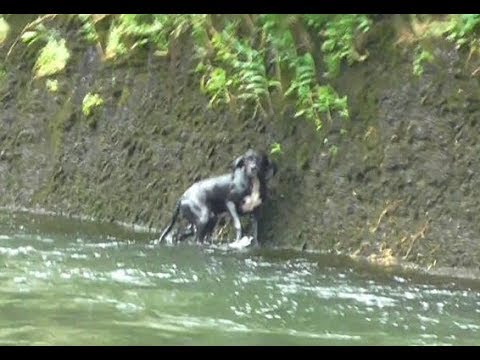 cane-fiume-pericolo