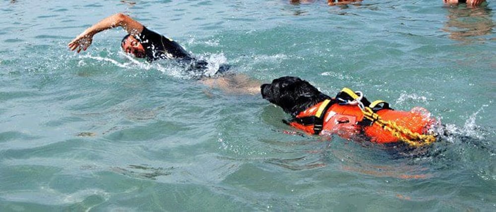 cane-flash-operazione-salvataggio